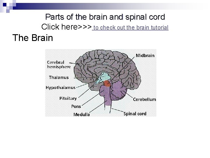 Parts of the brain and spinal cord Click here>>> to check out the brain
