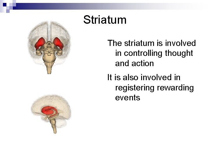Striatum The striatum is involved in controlling thought and action It is also involved