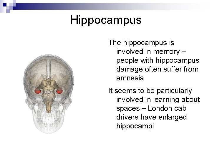 Hippocampus The hippocampus is involved in memory – people with hippocampus damage often suffer