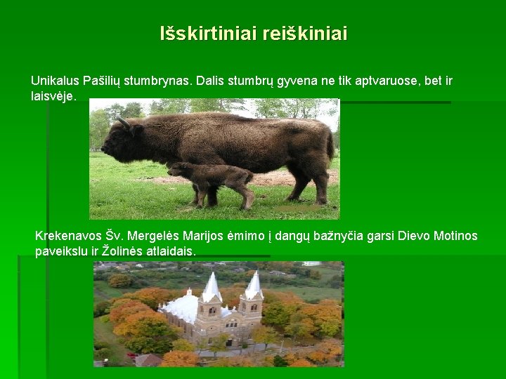 Išskirtiniai reiškiniai Unikalus Pašilių stumbrynas. Dalis stumbrų gyvena ne tik aptvaruose, bet ir laisvėje.