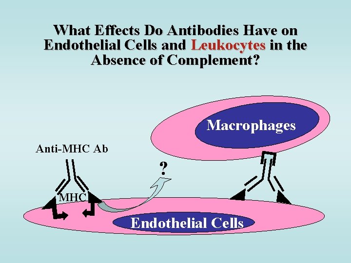 What Effects Do Antibodies Have on Endothelial Cells and Leukocytes in the Absence of