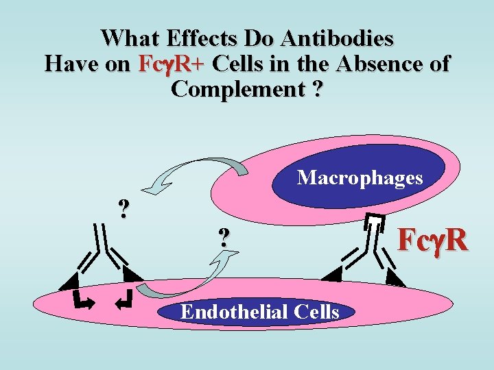 What Effects Do Antibodies Have on Fc R+ Cells in the Absence of Complement