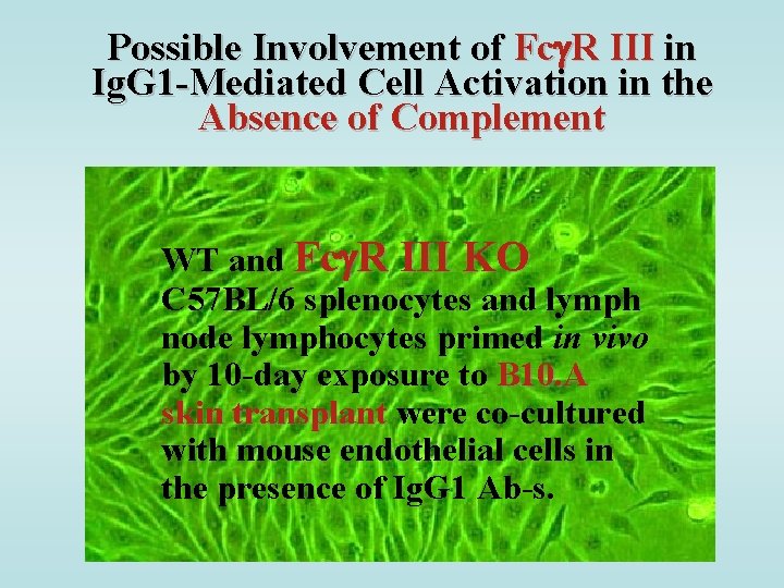 Possible Involvement of Fc R III in Ig. G 1 -Mediated Cell Activation in