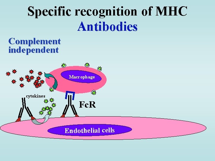 Specific recognition of MHC Antibodies Complement independent Macrophage cytokines Fc. R Endothelial cells 