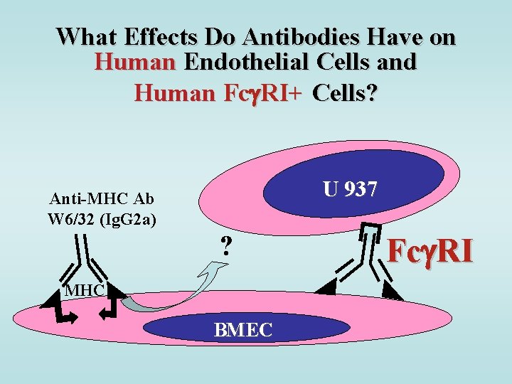 What Effects Do Antibodies Have on Human Endothelial Cells and Human Fc RI+ Cells?