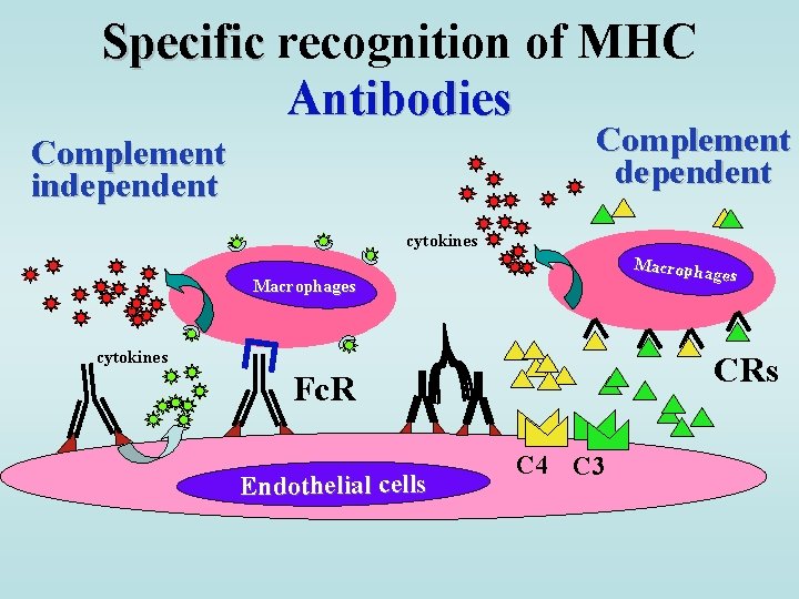 Specific recognition of MHC Antibodies Complement dependent Complement independent cytokines Macropha ges Macrophages cytokines