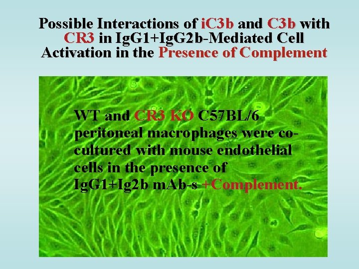 Possible Interactions of i. C 3 b and C 3 b with CR 3