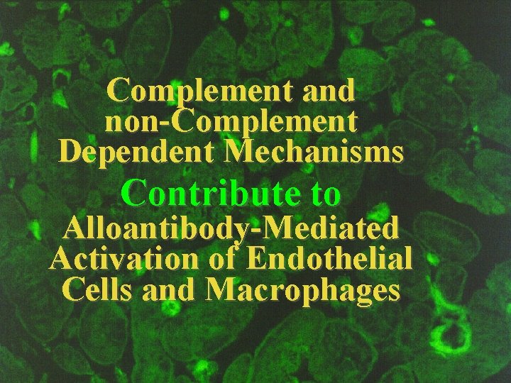 Complement and non-Complement Dependent Mechanisms Contribute to Alloantibody-Mediated Activation of Endothelial Cells and Macrophages