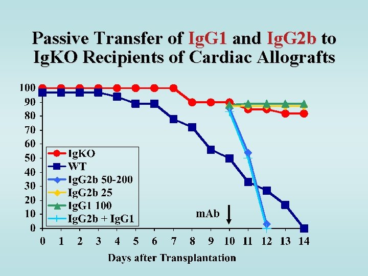 Passive Transfer of Ig. G 1 and Ig. G 2 b to Ig. KO