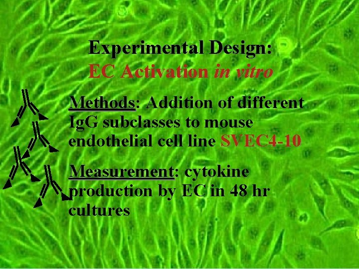 Experimental Design: EC Activation in vitro Methods: Addition of different Ig. G subclasses to