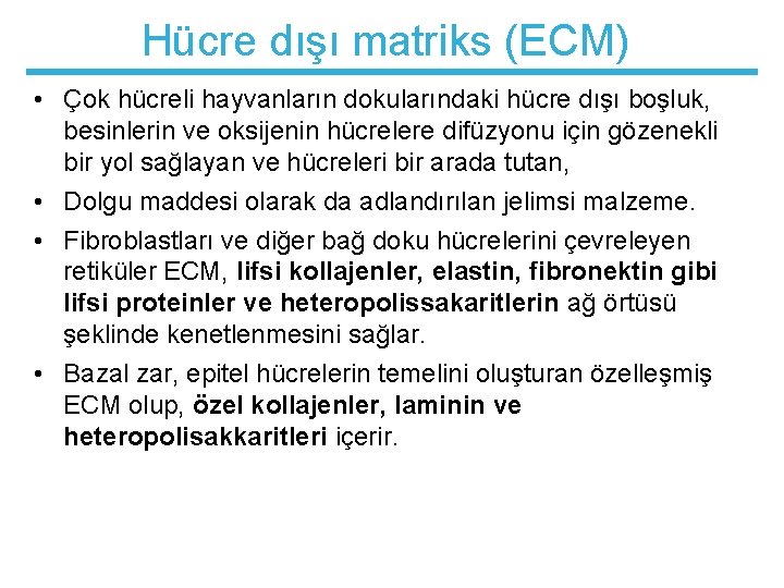 Hücre dışı matriks (ECM) • Çok hücreli hayvanların dokularındaki hücre dışı boşluk, besinlerin ve