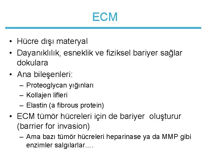 ECM • Hücre dışı materyal • Dayanıklılık, esneklik ve fiziksel bariyer sağlar dokulara •