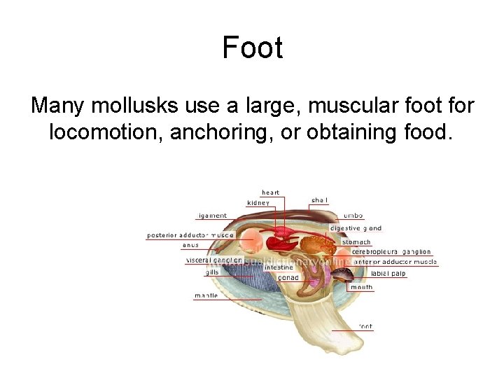 Foot Many mollusks use a large, muscular foot for locomotion, anchoring, or obtaining food.