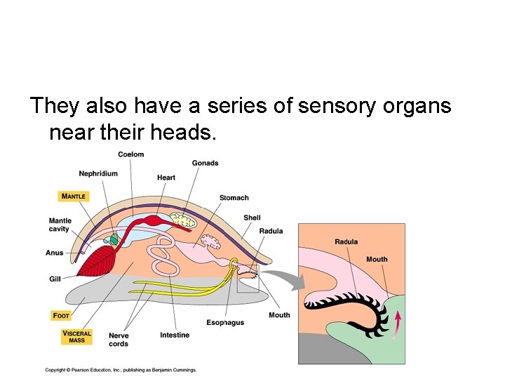 They also have a series of sensory organs near their heads. 