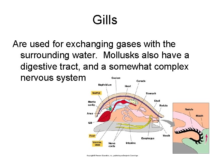 Gills Are used for exchanging gases with the surrounding water. Mollusks also have a