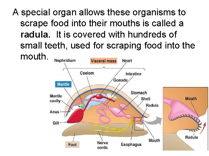 A special organ allows these organisms to scrape food into their mouths is called