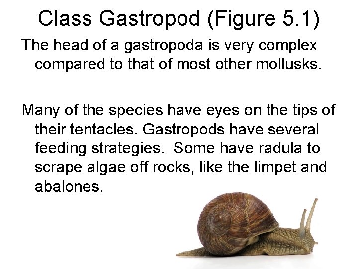 Class Gastropod (Figure 5. 1) The head of a gastropoda is very complex compared