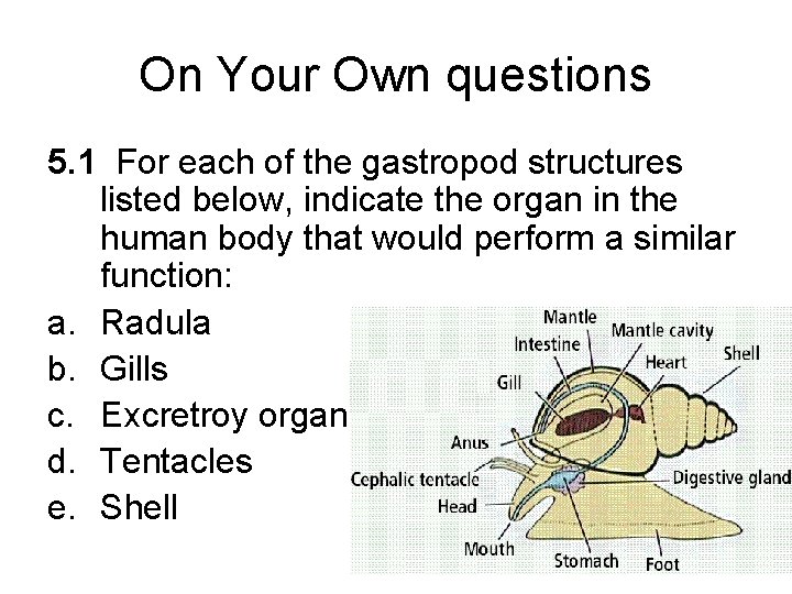 On Your Own questions 5. 1 For each of the gastropod structures listed below,