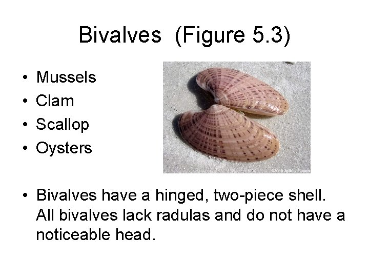 Bivalves (Figure 5. 3) • • Mussels Clam Scallop Oysters • Bivalves have a