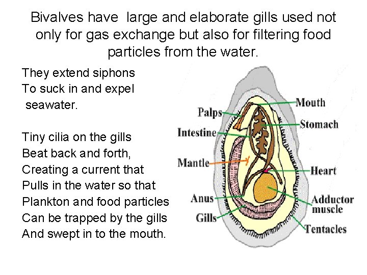 Bivalves have large and elaborate gills used not only for gas exchange but also