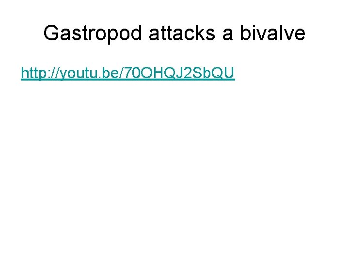 Gastropod attacks a bivalve http: //youtu. be/70 OHQJ 2 Sb. QU 