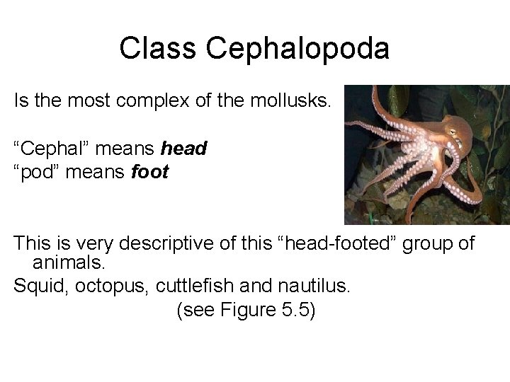 Class Cephalopoda Is the most complex of the mollusks. “Cephal” means head “pod” means