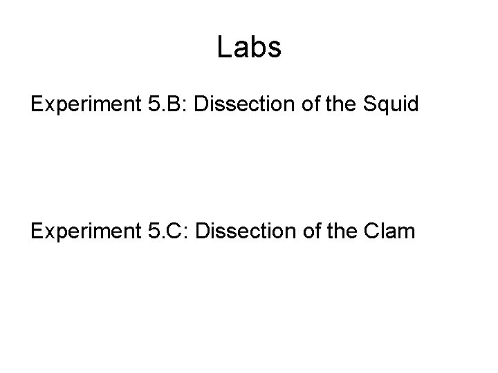 Labs Experiment 5. B: Dissection of the Squid Experiment 5. C: Dissection of the