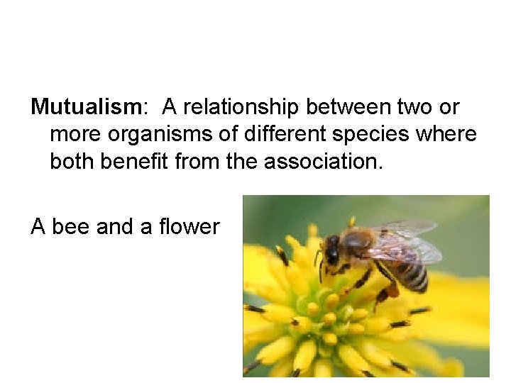 Mutualism: A relationship between two or more organisms of different species where both benefit