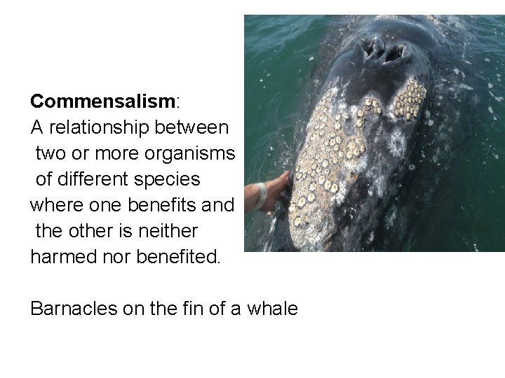 Commensalism: A relationship between two or more organisms of different species where one benefits