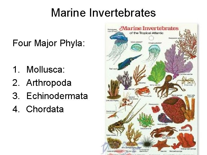 Marine Invertebrates Four Major Phyla: 1. 2. 3. 4. Mollusca: Arthropoda Echinodermata Chordata 