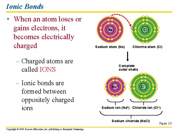 Ionic Bonds • When an atom loses or gains electrons, it becomes electrically charged