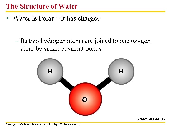 The Structure of Water • Water is Polar – it has charges – Its