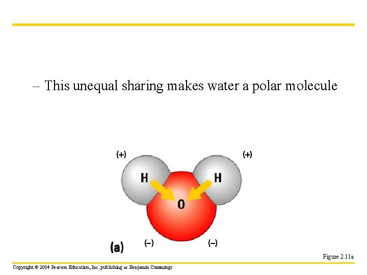 – This unequal sharing makes water a polar molecule ( ) ( ) Figure