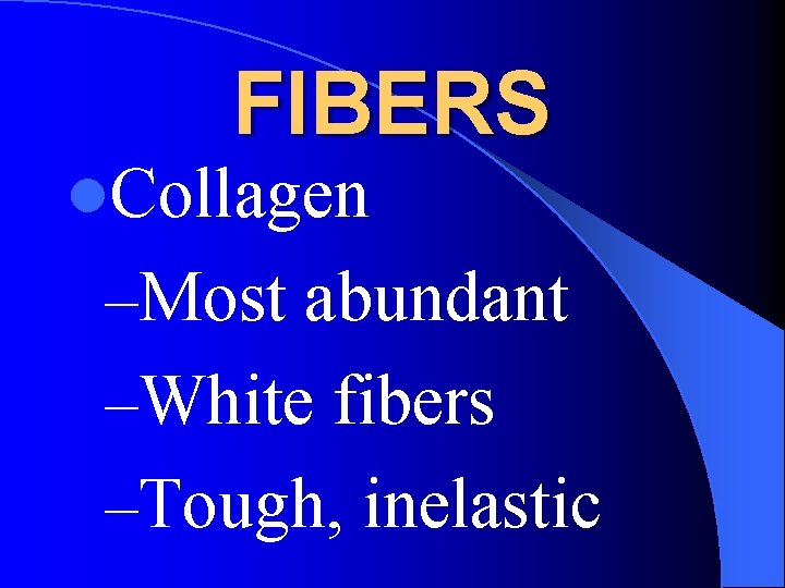 FIBERS l. Collagen –Most abundant –White fibers –Tough, inelastic 