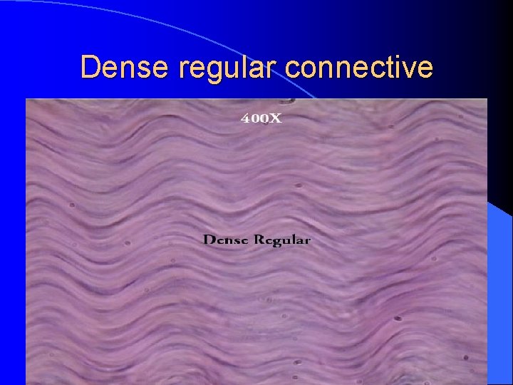 Dense regular connective 