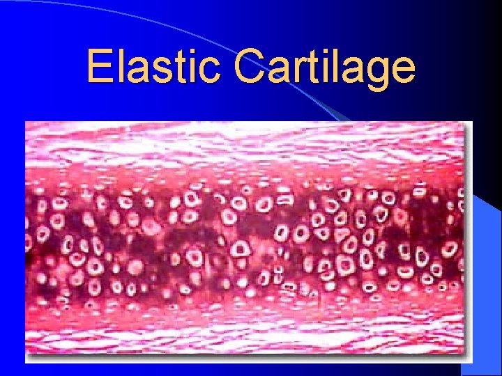 Elastic Cartilage 