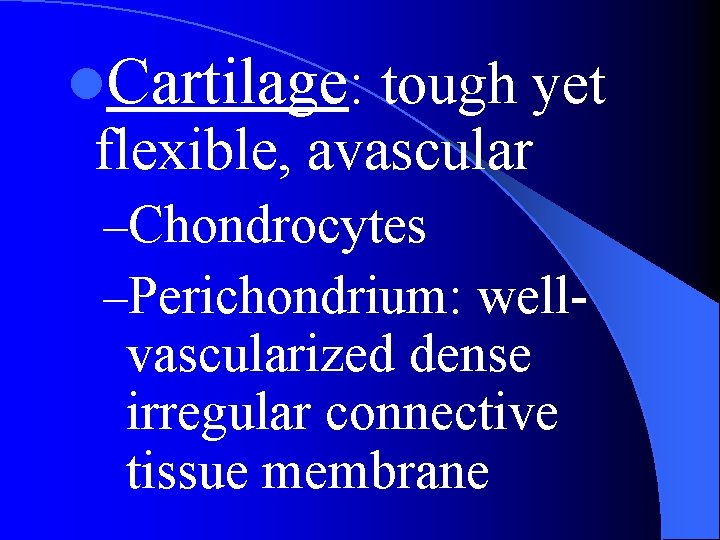 l. Cartilage: tough yet flexible, avascular –Chondrocytes –Perichondrium: well- vascularized dense irregular connective tissue