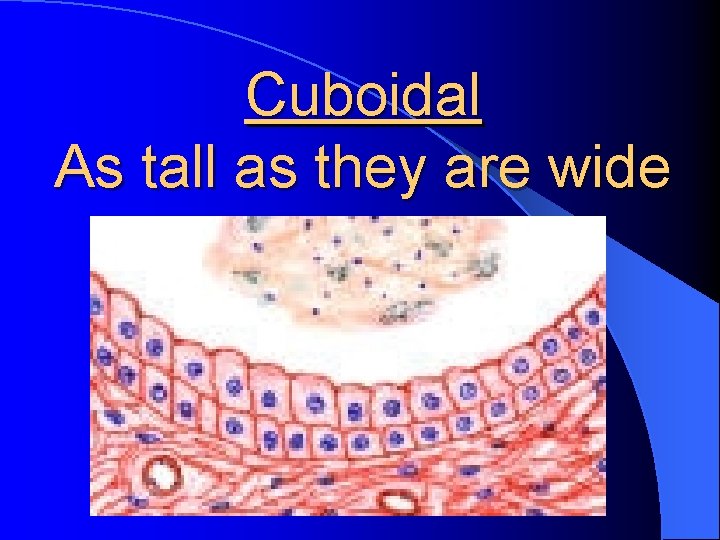 Cuboidal As tall as they are wide 