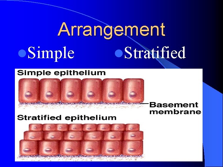 Arrangement l. Simple l. Stratified 