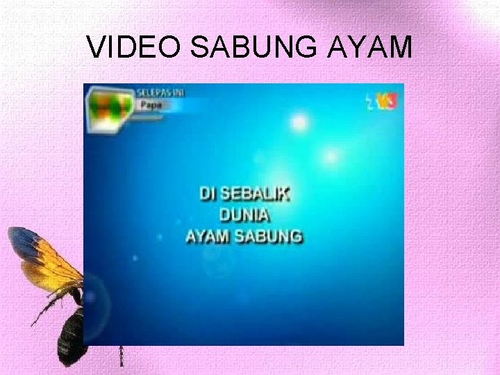 VIDEO SABUNG AYAM VIDEO SABUNG AYAM