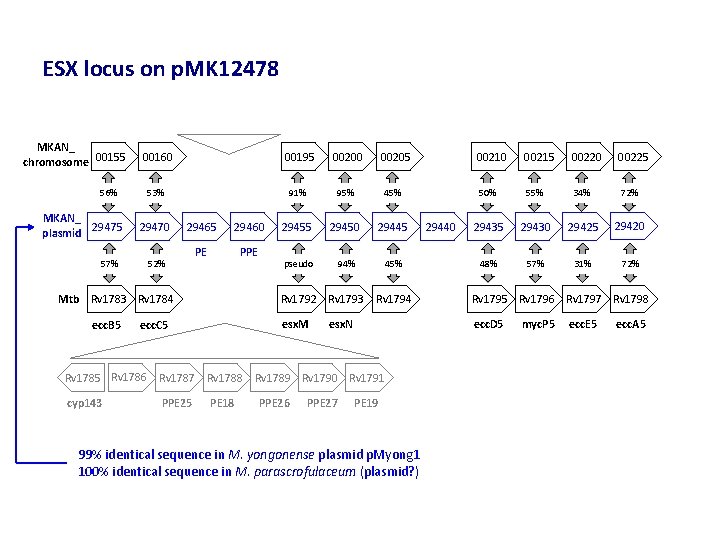 ESX locus on p. MK 12478 MKAN_ chromosome 00155 56% MKAN_ plasmid 29475 57%