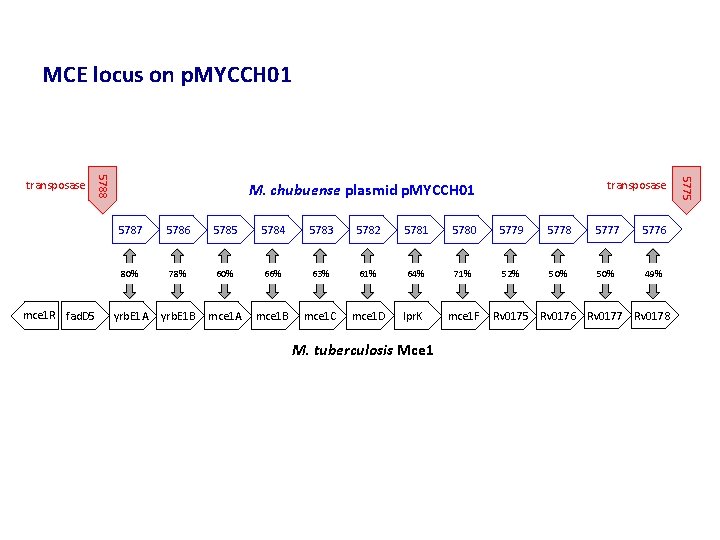 MCE locus on p. MYCCH 01 transposase M. chubuense plasmid p. MYCCH 01 5787