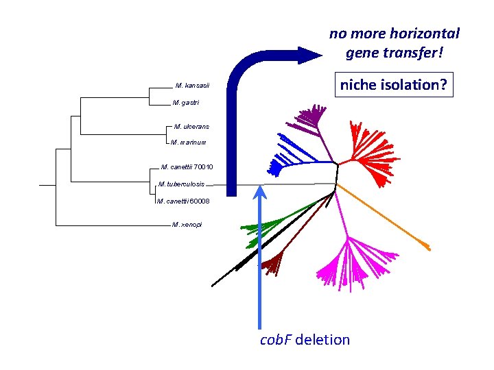 no more horizontal gene transfer! M. kansasii niche isolation? M. gastri M. ulcerans M.