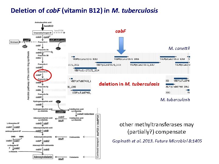 Deletion of cob. F (vitamin B 12) in M. tuberculosis cob. F M. canettii