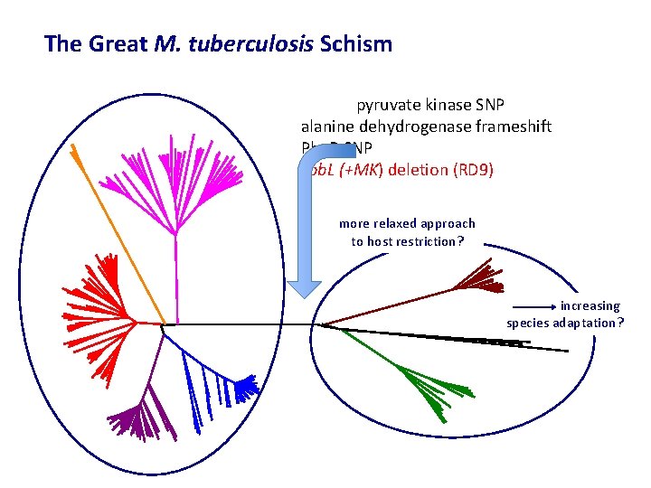 The Great M. tuberculosis Schism pyruvate kinase SNP alanine dehydrogenase frameshift Pho. R SNP