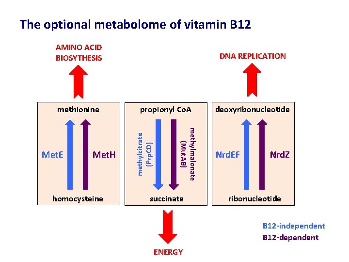 The optional metabolome of vitamin B 12 AMINO ACID BIOSYTHESIS Met. H homocysteine methylmalonate