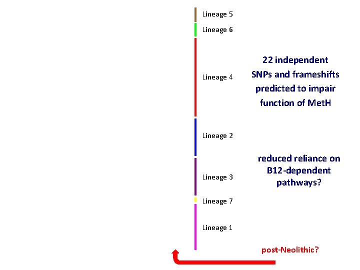 Lineage 5 Lineage 6 Lineage 4 22 independent SNPs and frameshifts predicted to impair