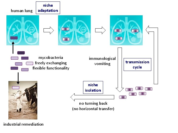 human lung niche adaptation mycobacteria freely exchanging flexible functionality immunological vomiting niche isolation no