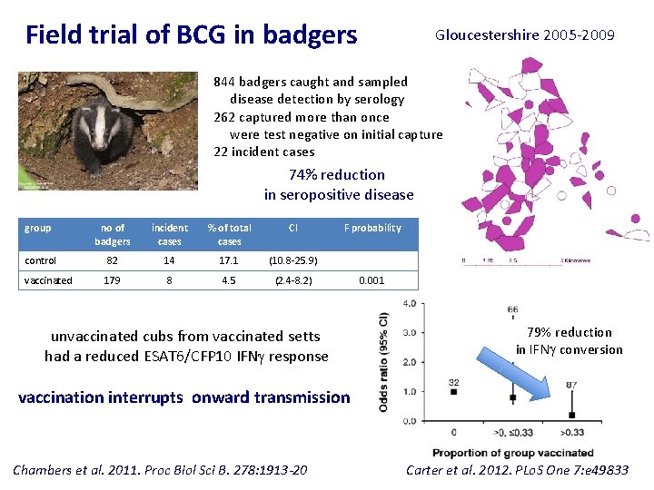 Field trial of BCG in badgers Gloucestershire 2005 -2009 844 badgers caught and sampled