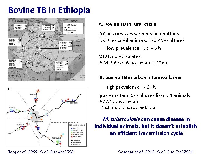 Bovine TB in Ethiopia A. bovine TB in rural cattle 30000 carcasses screened in